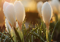 零首发+228分钟！曼联帝星怒了，那不勒斯2大条件挖角能成？